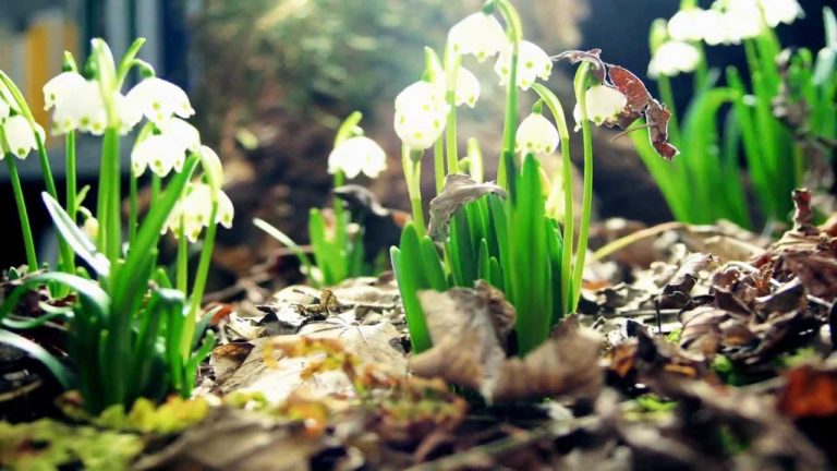 Healing Nature in HD