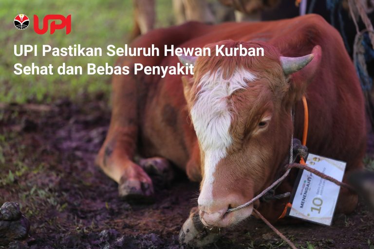 UPI Pastikan Seluruh Hewan Kurban Iduladha 1447 H Sehat dan Bebas Penyakit